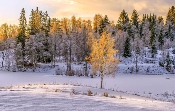 Picture winter, light, snow, nature, birch