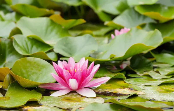 Picture leaves, water, nature, Flowers, Pink, Water Lily