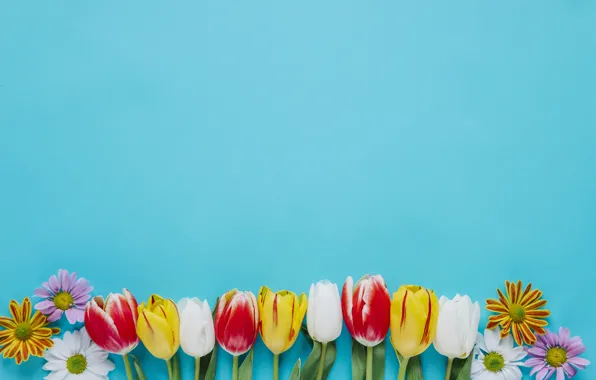 Picture Flowers, Tulips, Background, Chrysanthemum