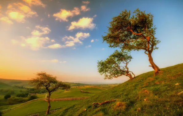 Picture trees, landscape, hills, England, Yorkshire