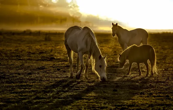 Picture field, fog, horses, morning