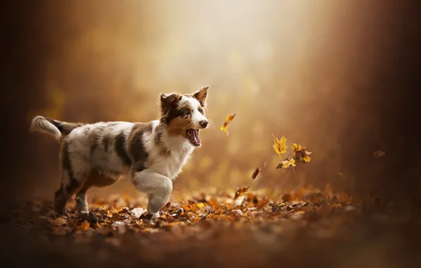 Picture autumn, leaves, puppy, dog, Akela