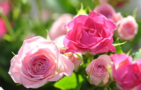 Picture flowers, pink, roses