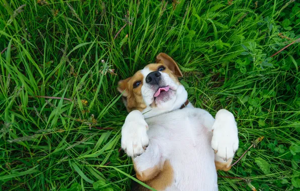 Picture language, grass, dog, paws, Beagle