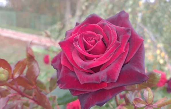 Picture flower, rose, red, Meduzanol ©