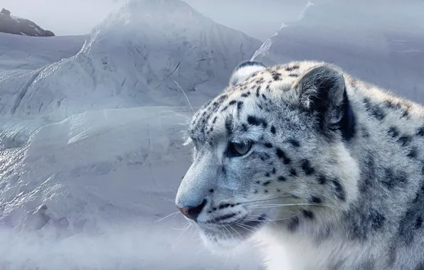 Picture face, snow, ice, predator, IRBIS, snow leopard