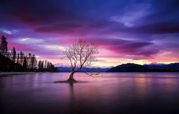 Picture night, lake, tree