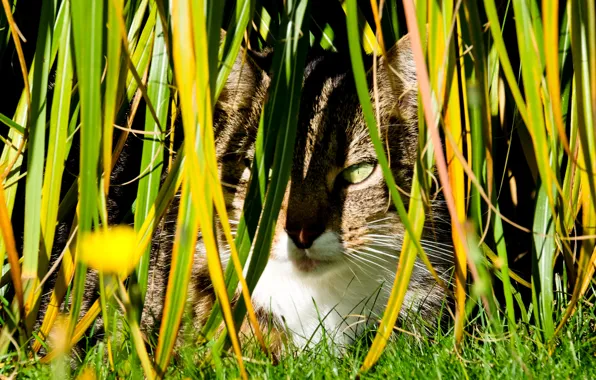 Picture cat, autumn, plant, meadow, hidden