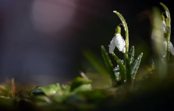 Picture drops, primrose, snowdrop