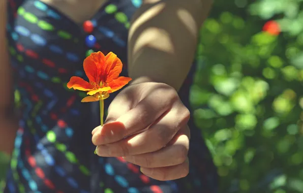 Picture flower, girl, hand