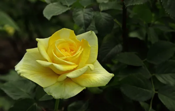 Picture rose, Bud, yellow