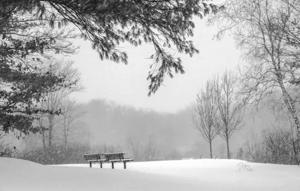 Picture cold, winter, snow, nature, bench