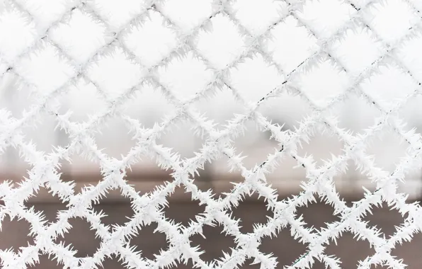 Picture winter, frost, snow, mesh, the fence, cold