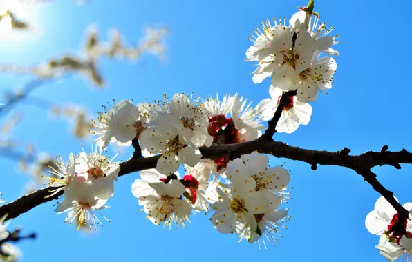 Picture spring, petals, apricot, flowering