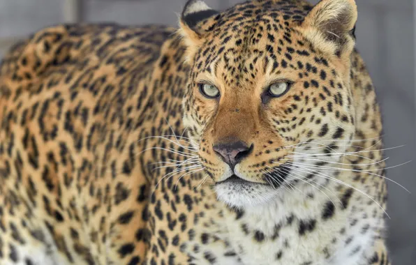 Picture look, Leopard, portrait, predator, wild cat