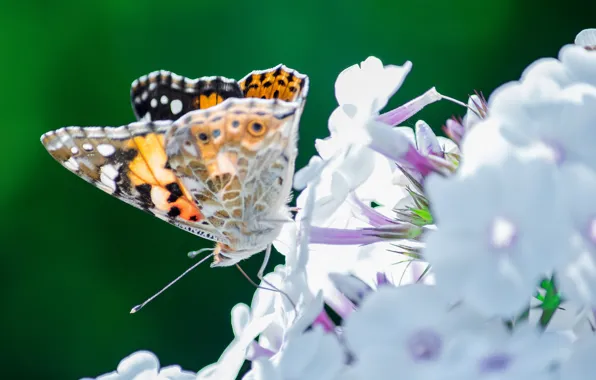 Picture flowers, butterfly, insect, moth