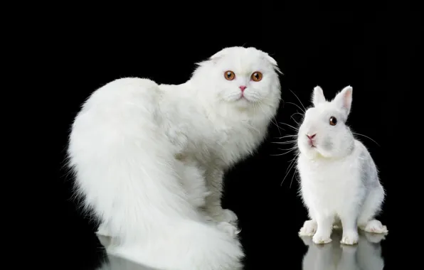 Picture cat, look, portrait, rabbit, white, black background, fluffy, Natalia Lays