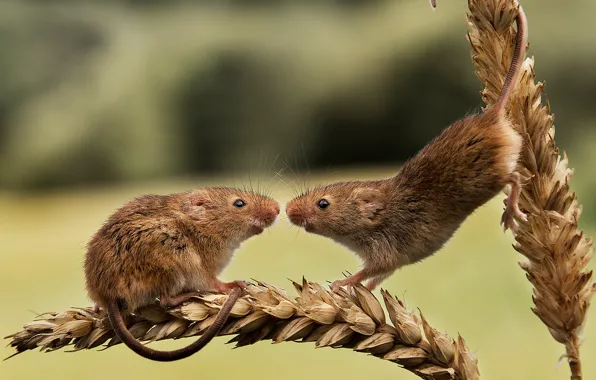 Picture pair, ears, rodents, Harvest Mouse, The mouse is tiny, two mice