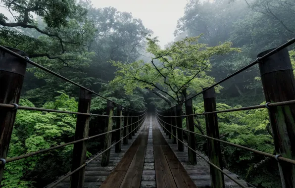 Picture trees, bridge, nature, Japan, haze