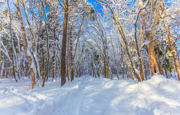 Picture winter, forest, the sun, snow, trees, Park, Russia, path, Yuzhno-Sakhalinsk, Yuzhno-Sakhalinsk