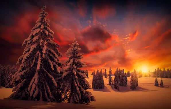 Picture winter, the sky, snow, trees, landscape, beauty