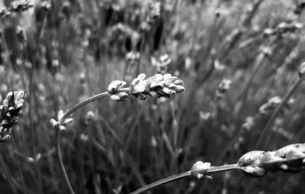 Picture Macro, Ears, Garden, Belarus, Black and white
