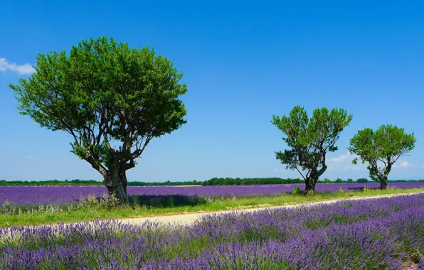 Picture field, summer, the sky, the sun, trees, France, lavender, Valensole