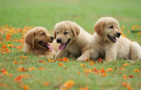 Picture grass, flowers, Park, cute, puppy, golden, lawn, puppy, dog, park, Retriever, cute, retriever