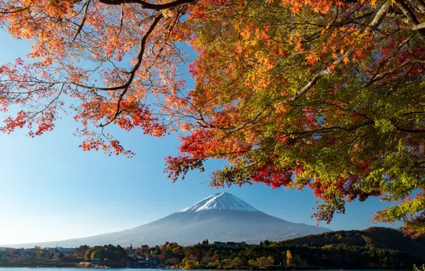 Picture the sky, leaves, branches, tree, mountain, the volcano
