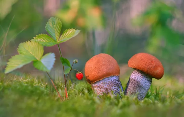Picture mushrooms, strawberries, aspen