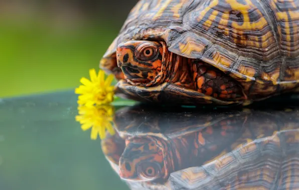 Picture flower, reflection, dandelion, turtle
