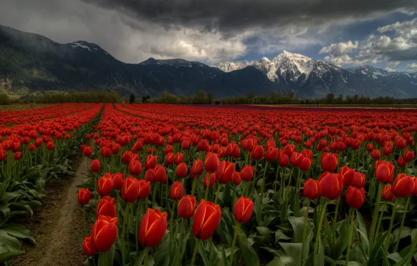 Picture field, the sky, clouds, flowers, mountains, clouds, tulips