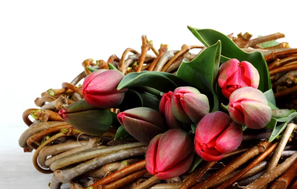 Picture flowers, basket, tulips, buds