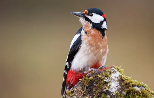 Picture background, bird, stone, Woodpecker