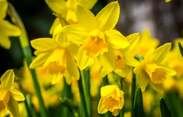 Picture macro, yellow, spring, Narcissus