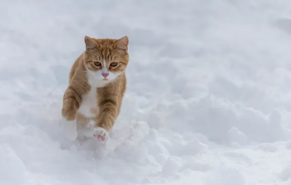 Picture winter, cat, snow, walk, red cat, run