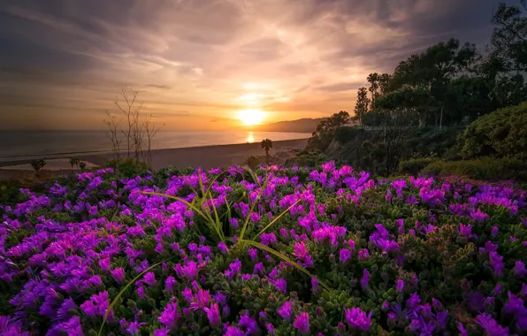 Picture sea, sunset, flowers, shore