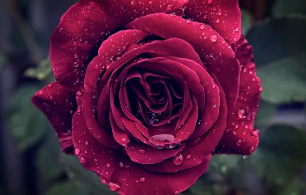 Picture wet, drops, macro, rose
