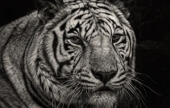 Picture look, tiger, portrait