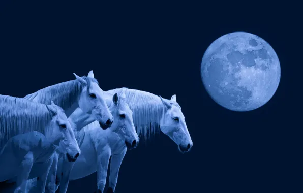Picture night, The moon, horse, the herd