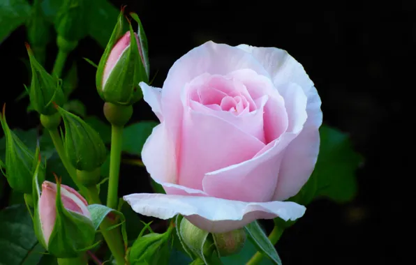 Picture flower, pink, rose, Bush, buds