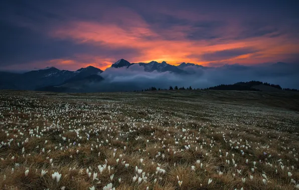 Picture field, grass, flowers, mountains, fog, blooming dawn