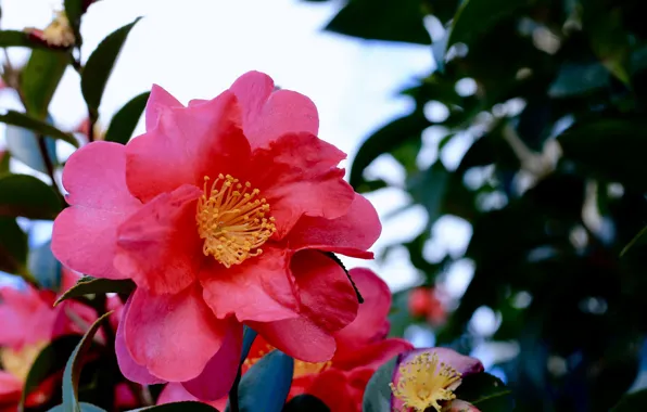 Picture flower, summer, Bush, flowering, pink Camellia