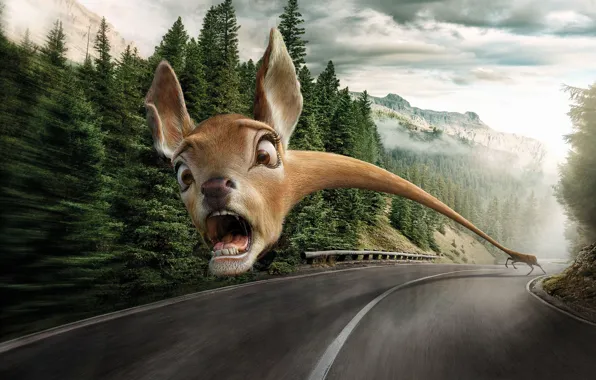 Picture road, animals, fear, danger