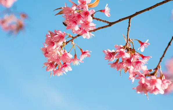 Picture the sky, branches, spring, Sakura, flowering, pink, blossom, sakura, cherry, spring, bloom