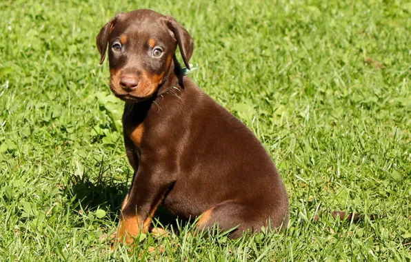 Picture weed, brown, puppy, dogs, doberman, doberman4life