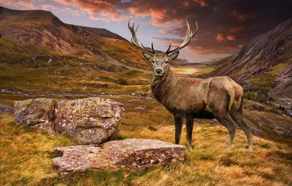 Picture grass, landscape, mountains, stones, photoshop, deer, valley, handsome