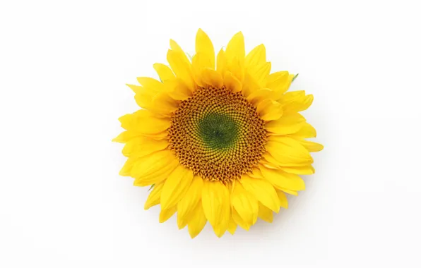 Picture macro, background, sunflower, petals