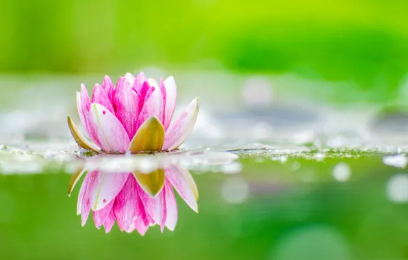 Picture nature, petals, pond, water Lily