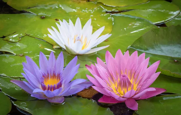 Picture Water, Leaves, Flowering, Lily, Water lilies